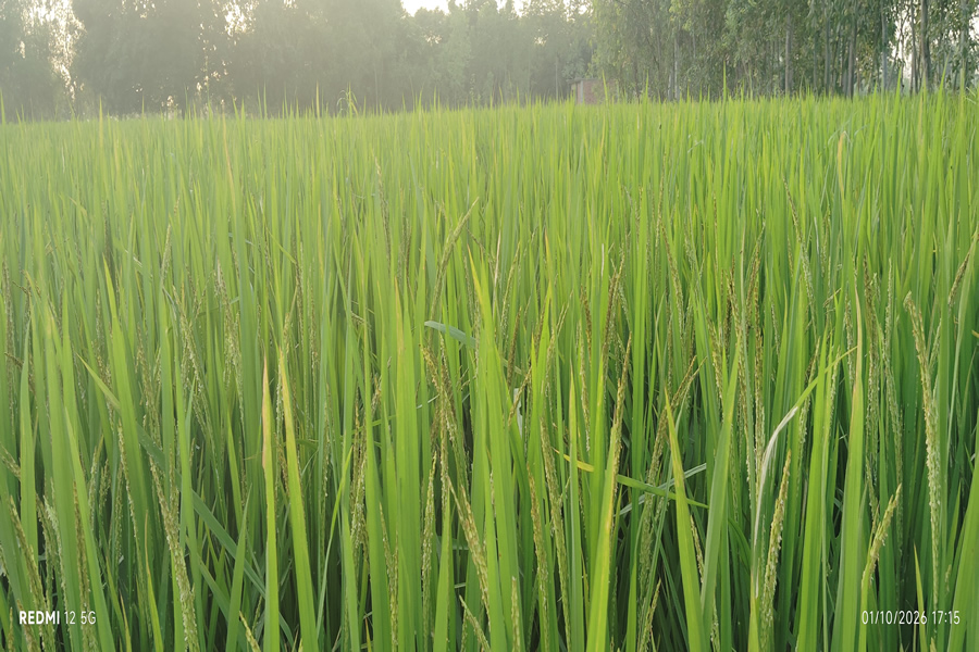 Village farms