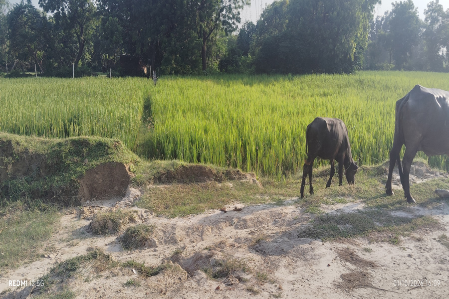 Village farms