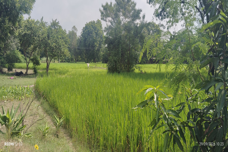 Village landscape